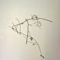 Tête d'ourse: branche de rosier liane - Violaine Laveaux 2012
